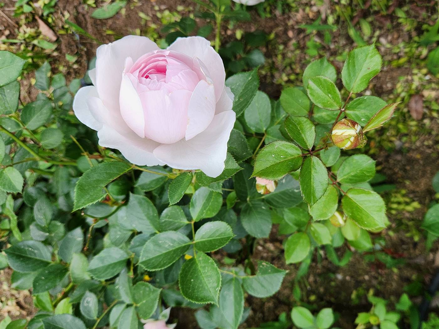 장미 헤르초긴 크리스티아나 Herzogin Christiana