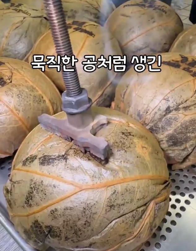 대구-연잎단호박빵-달인-메종드빵