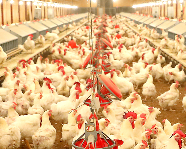 하림-주가-전망-배당금-HMM인수-알아보기