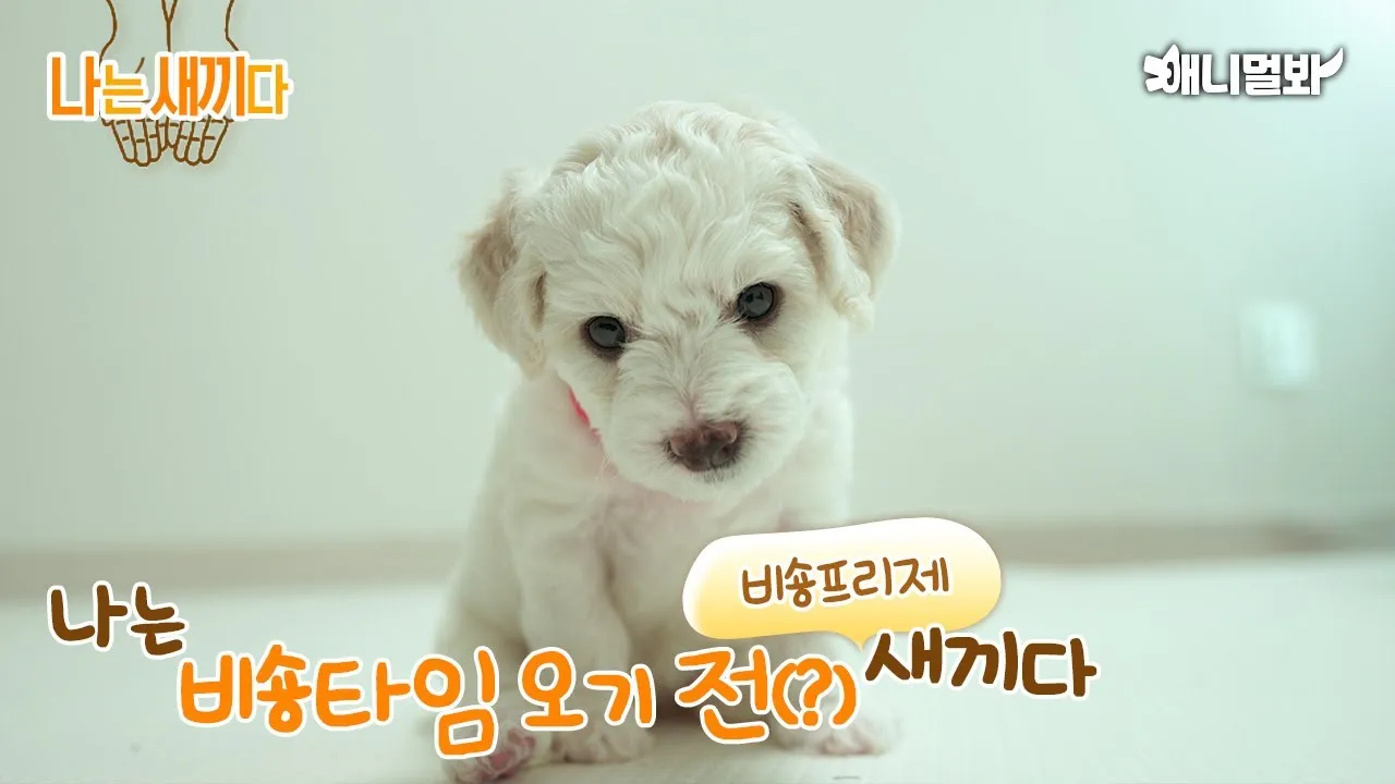 비숑 프리제 분양가격 종류 미니비숑 성격_1