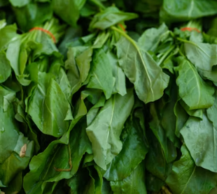 퇴행성 관절염에 좋은 음식 영양제 식단