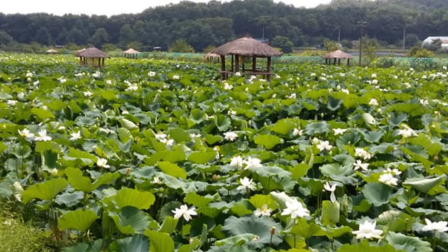 가을 대형견 여행 용인 내동마을 연꽃 감성 가이드