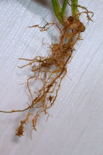 화분 뿌리썩음 예방 배수층강화 흙배합개선 물주기간격 체크리스트_11