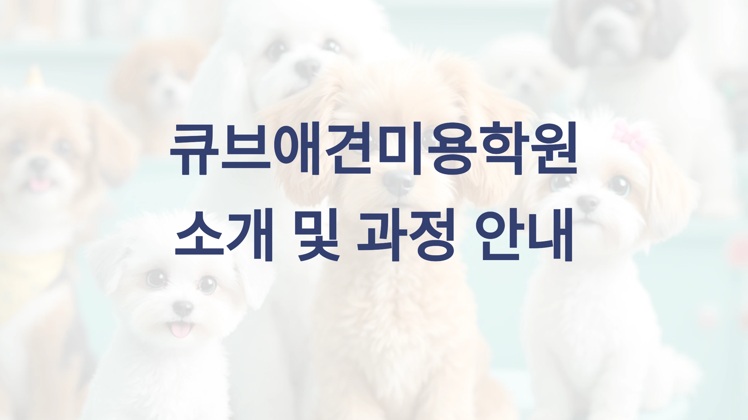 큐브애견미용학원 소개 및 과정 안내