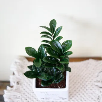 보석금전수 물주기 키우기 잎꽂이 꽃 노란잎 관리 재물운_10