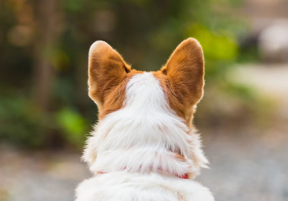 개 귀 냄새 원인 귀진드기 감염병 중이염.