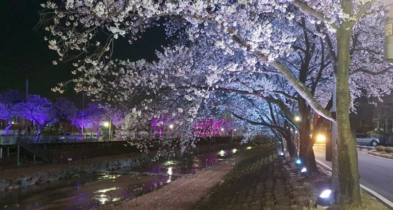 금산 금산천 벚꽃길