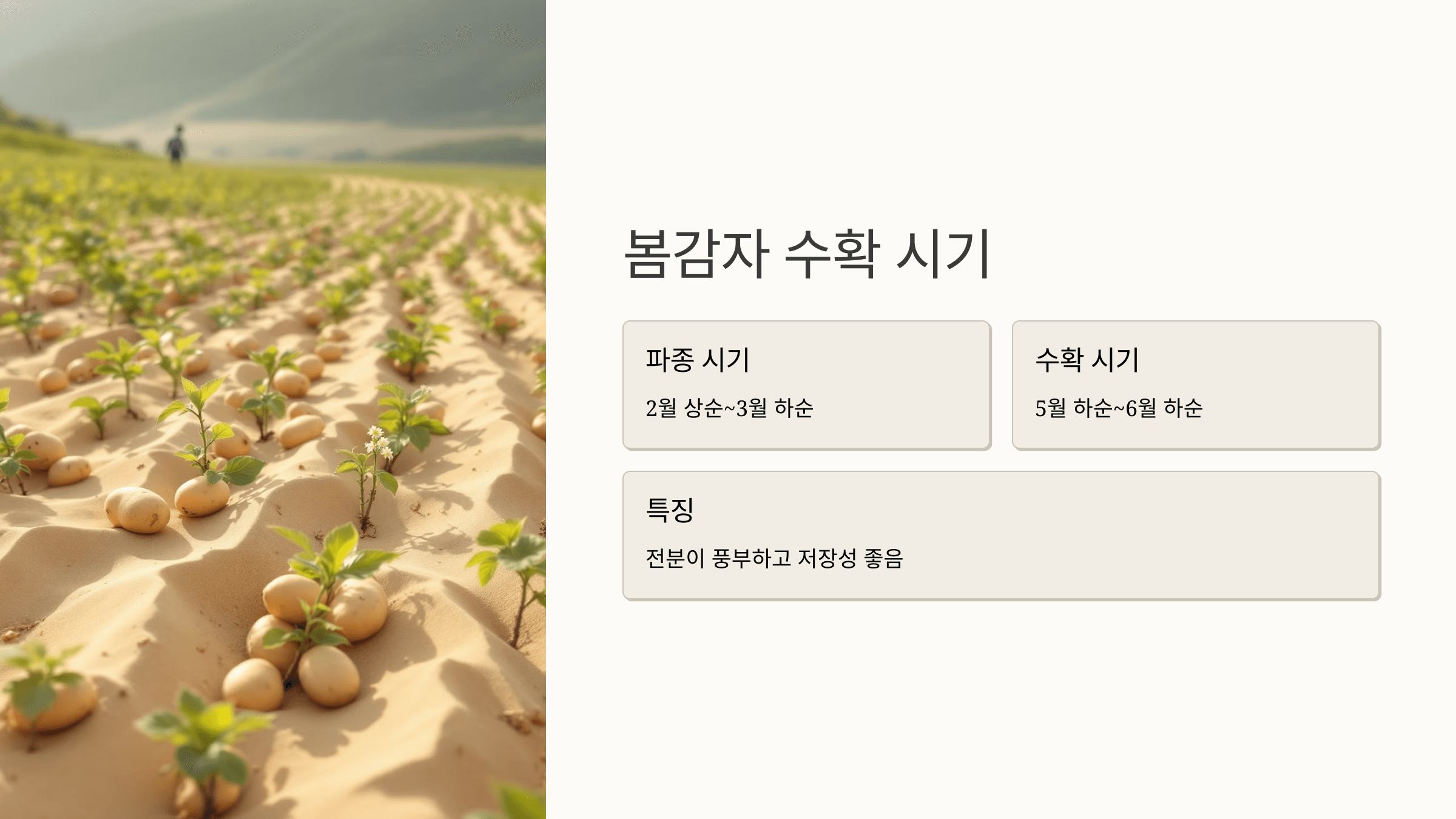 감자 사진입니다.