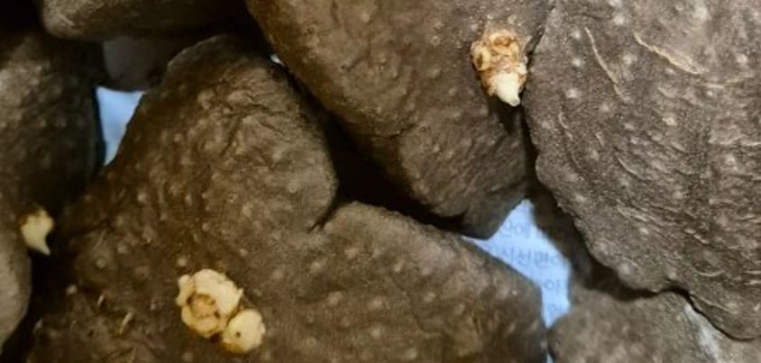 하늘마 효능 11가지 총정리