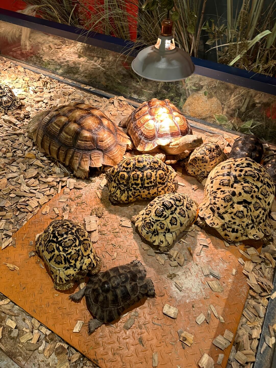 하남 쥬라리움 육지 거북이 관찰