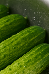 오이지 담그는 방법