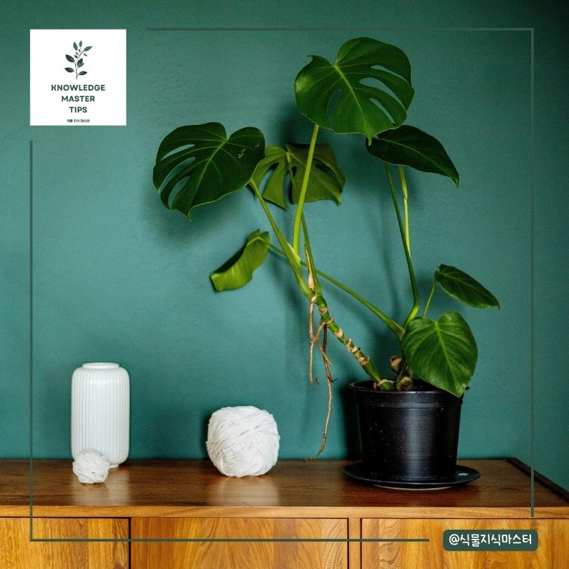 공중 뿌리 자른 후 관리법