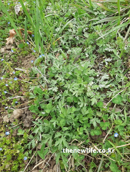 봄 들판에서 자라는 어린 쑥의 실제 모습 – 연한 초록빛과 흙 내음이 느껴지는 자연 약초