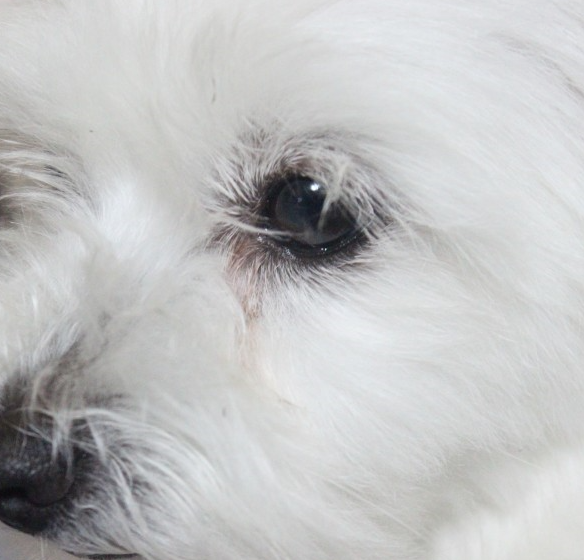 우리 강아지 눈곱, 괜찮은 걸까? 색깔로 알아보는 건강 적신호!