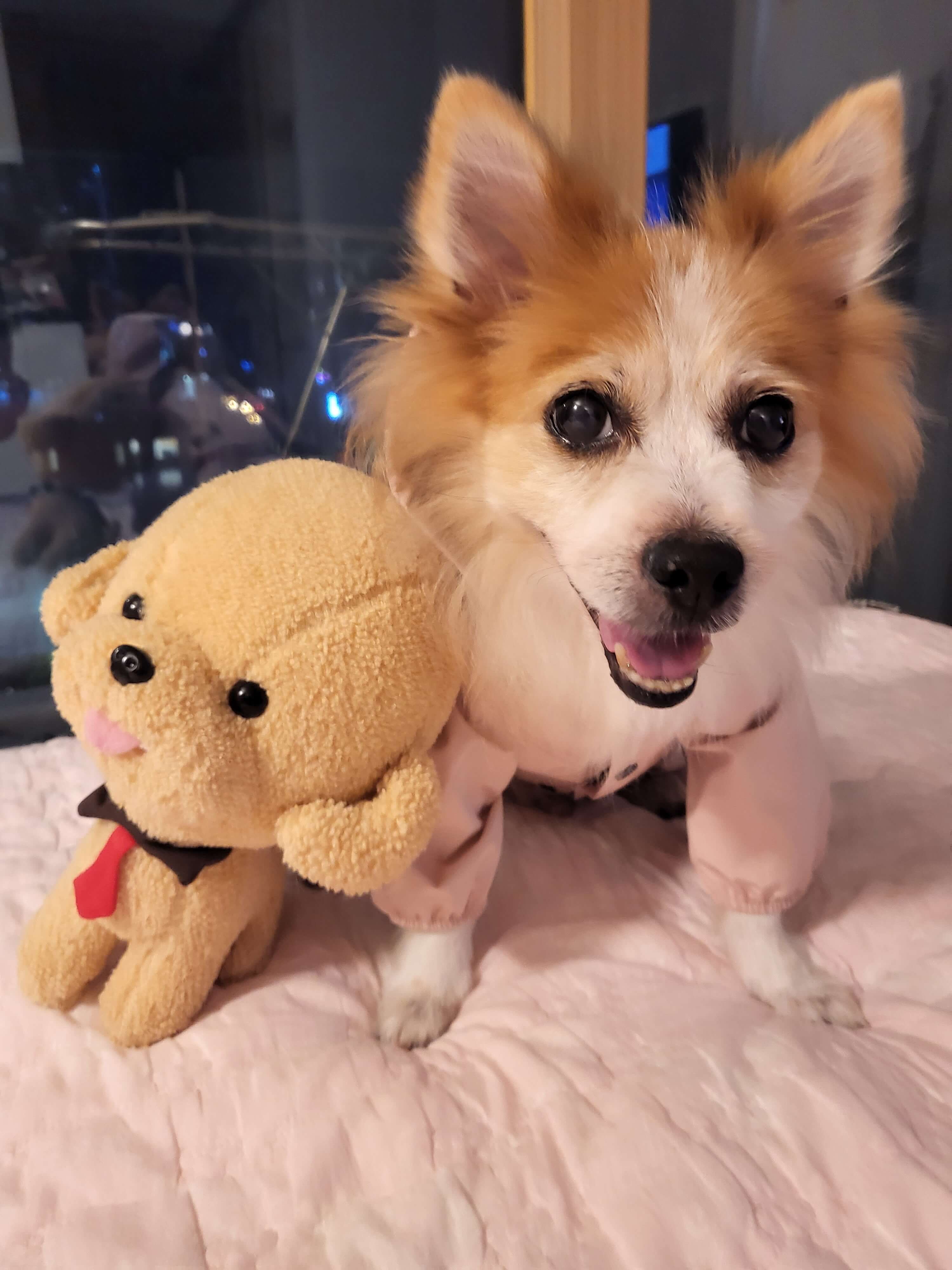 14살 노령견 건강관리 루틴과 장&middot;신장&middot;간 케어 영양제 추천