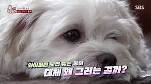 차량 이동 중 불안해하는 강아지 모습