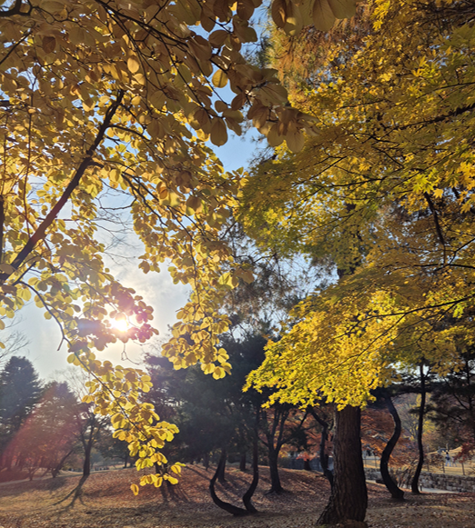 아산 현충사 곡교천 은행나무길 황금빛 단풍 터널! 가을 여행 추천