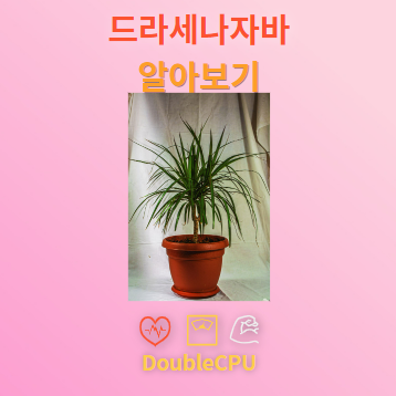 드라세나자바 탐구