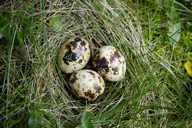 수면 영양제 성분과 효능 – 편안한 잠을 위한 완벽 가이드
