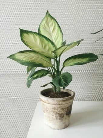 실내식물 여름철 관리 고온다습 통풍확보 물주기시간대 환기방법_8