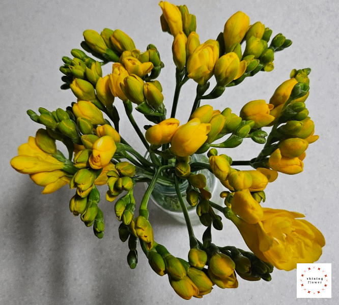 인터넷 꽃 주문-후리지아 20송이 꽃병에 담은 모습-상부 사진