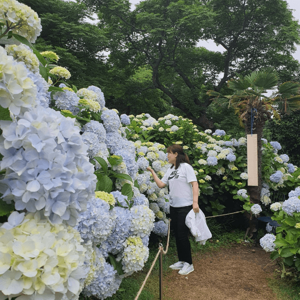 수국 세상 카멜리아힐