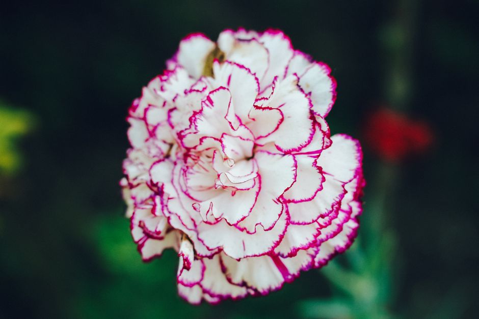 Detailed close-up of a white carnation with pink edges in a natural outdoor setting.