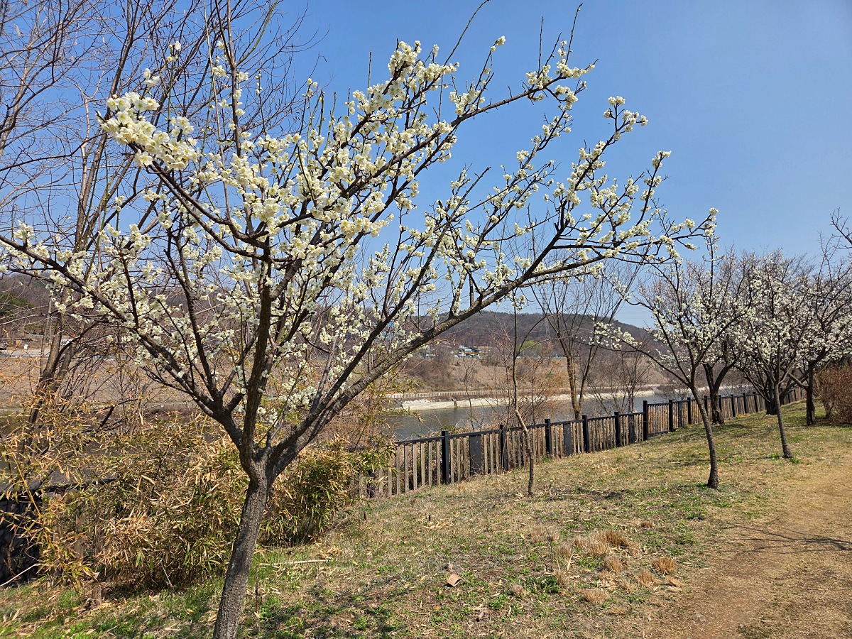 2025년 경인 아라뱃길 매화동산, 인천 매화마을: 주차, 먹거리