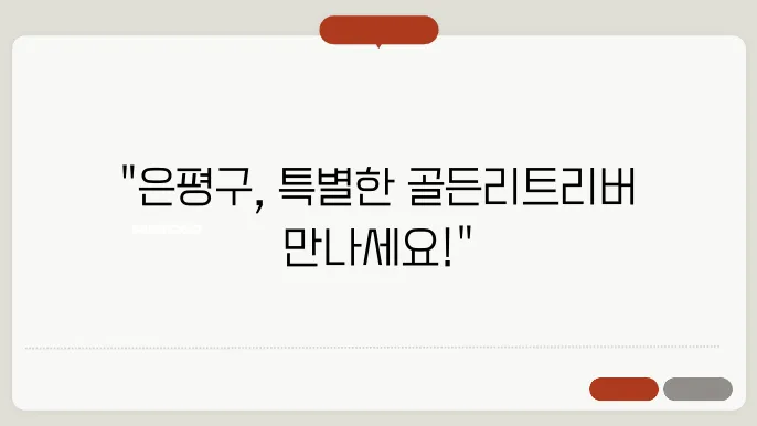 골든리트리버분양 튼c한 만남 은평구골든리트리버분양