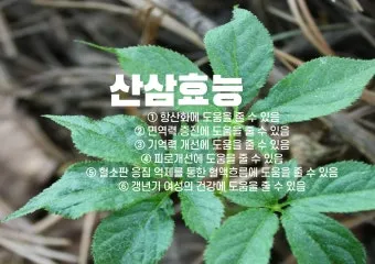 산삼 효능 영양 면역력 피로 회복 위한 섭취법 정리_10
