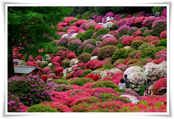 "진달래꽃" 나보기가 역겨워 가실 때에는 ... 봄을 알리는 분홍빛 향연!