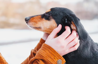 귀를 쓰다듬는 사람과 강아지
