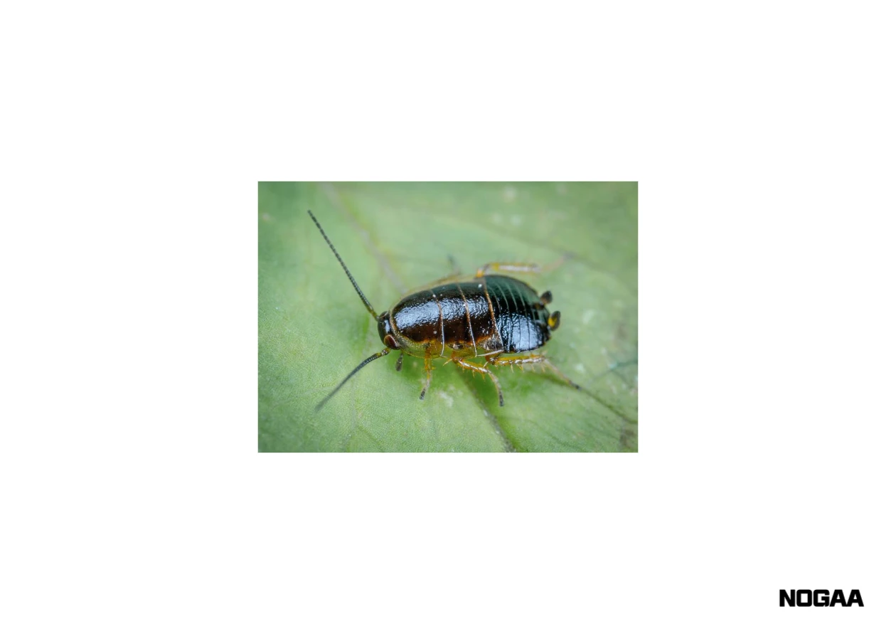 바퀴벌레 퇴치방법