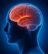 포스파티딜 세린 효능