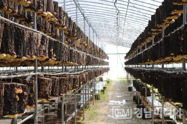 상황버섯 재배 톱밥 배지 균사 배양 환기 관리_4