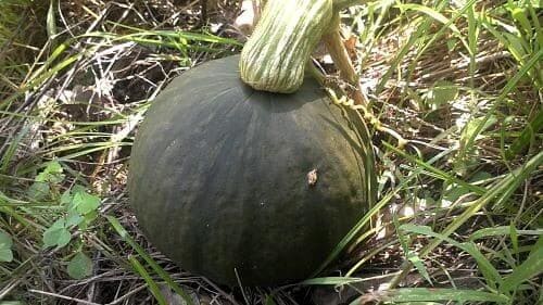 단호박-재배-수확-숙성-저장-보관방법