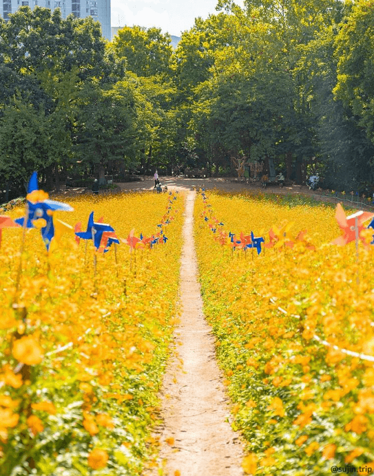 올림픽공원들꽃마루