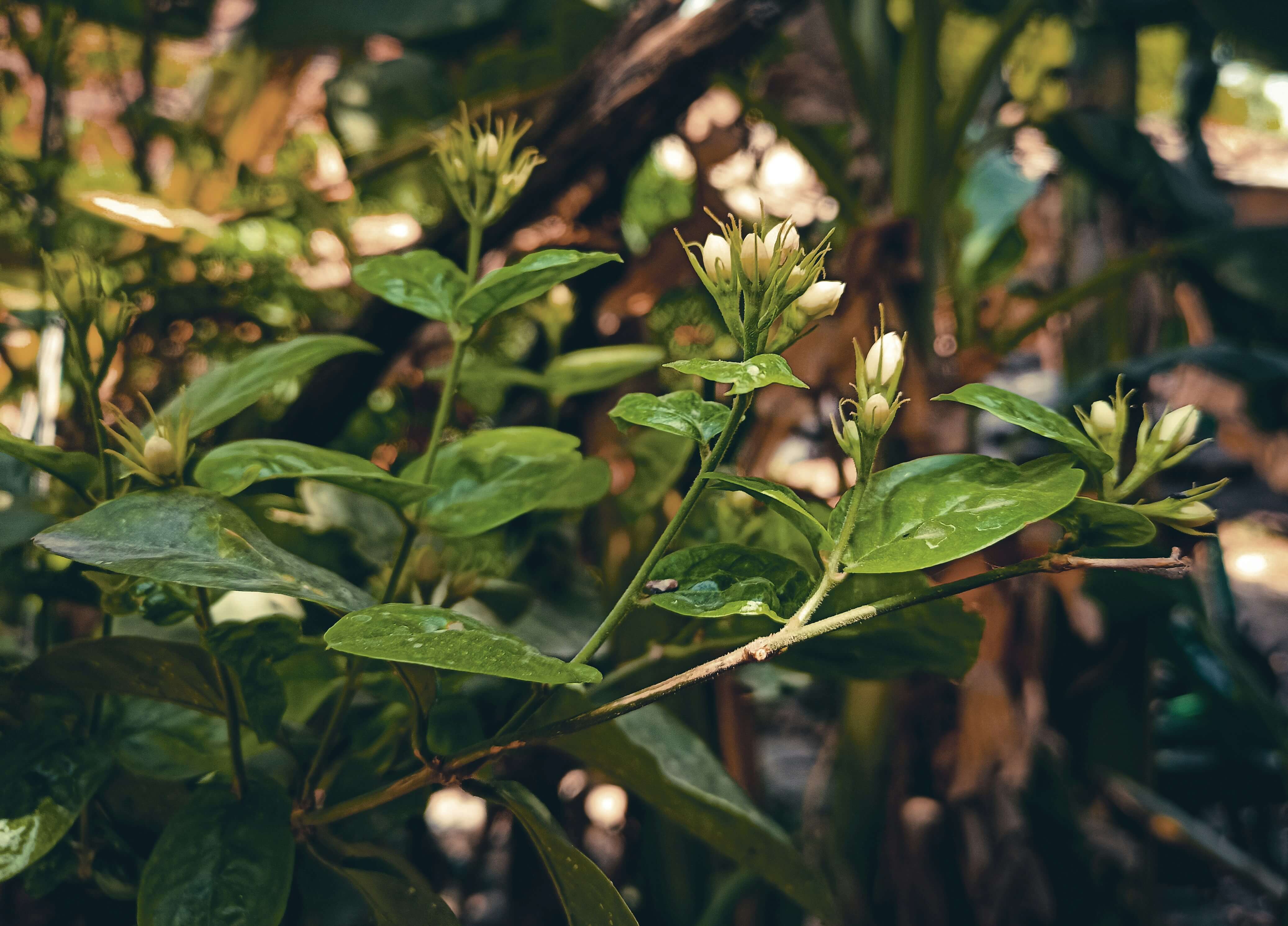 스킨답서스 효능