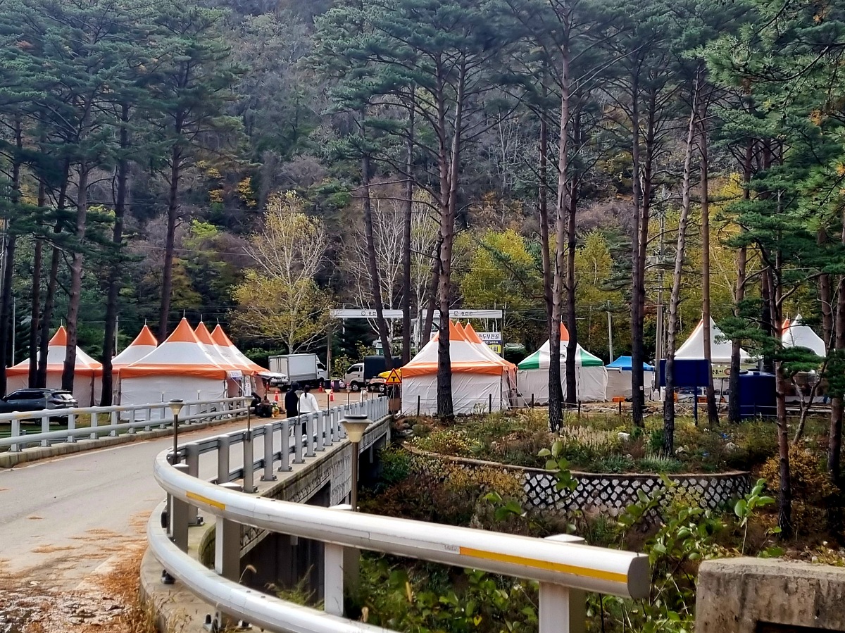 강원도 홍천 은행나무숲 방문 후기(10.23.): 단풍 확인 팁, 먹거리, 숙박