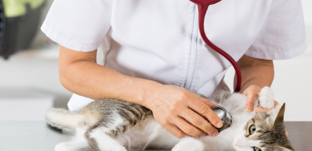 누워있는 고양이.