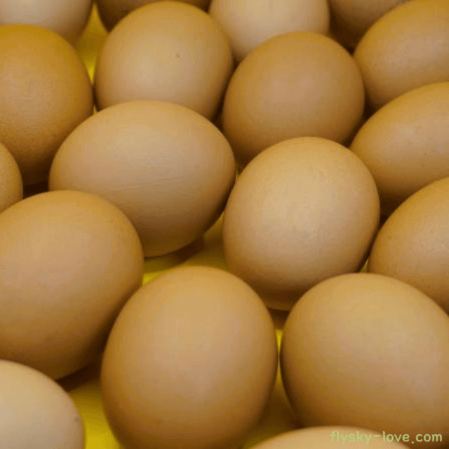 완전식품 달걀 효능