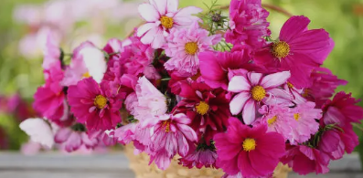 하동 북천 코스모스 메밀꽃축제 행사내용