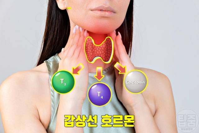 갑상선 기능 항진증 증상 갑상선기능항진증 자가진단