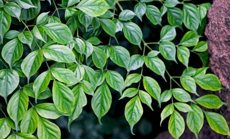 돈 들어오는 식물 녹보수