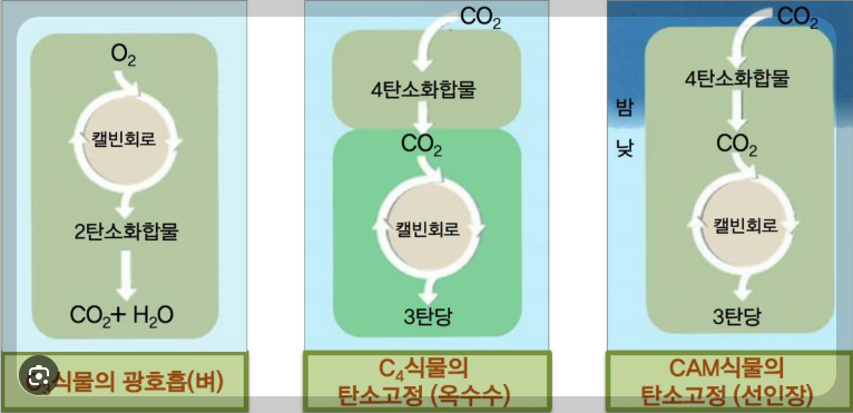 C3식물, C4식물, CAM식물의 탄소고정