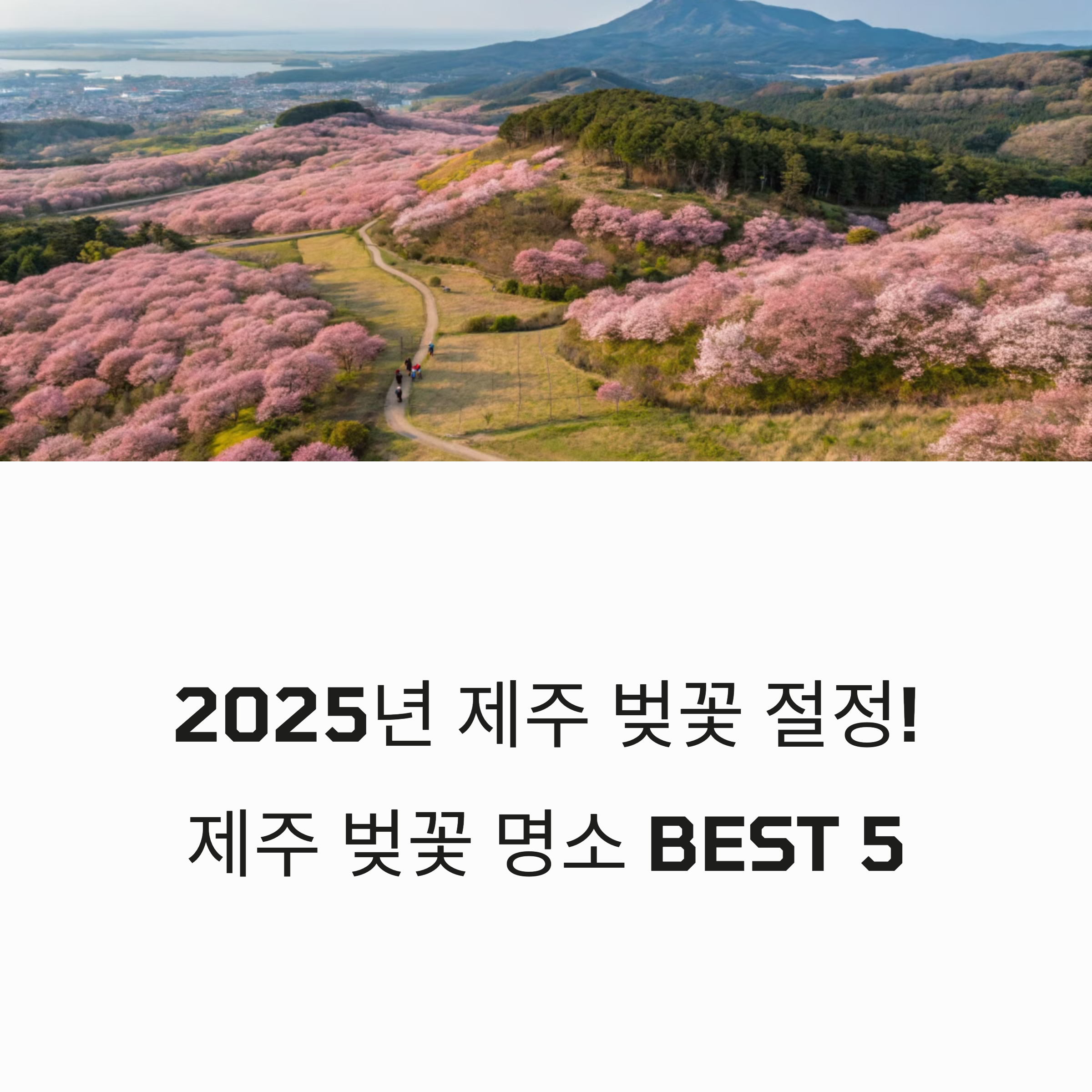 2025년 봄맞이 제주 벚꽃 명소 BEST 5 지금이 절정!