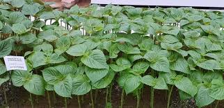 들깨 파종 시기