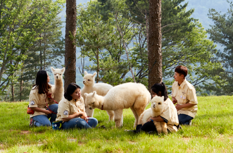 홍천 알파카월드
