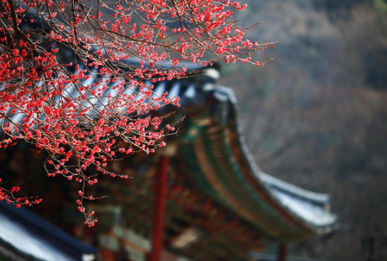 어린 왕 단종의 비극: 수양대군과 계유정난, 그리고 영월 유배 이야기