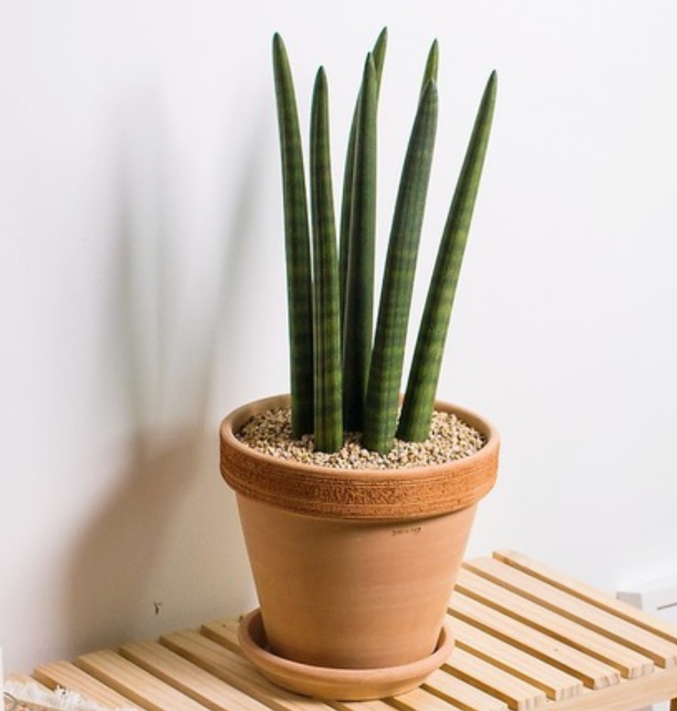 첫 번째 반려식물 스투키, 초록이